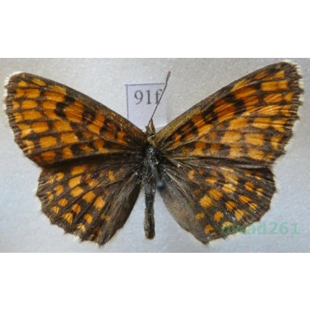 Melitaea britomartis Assmann, 1847 Przeplatka britomartis Slovenia91f